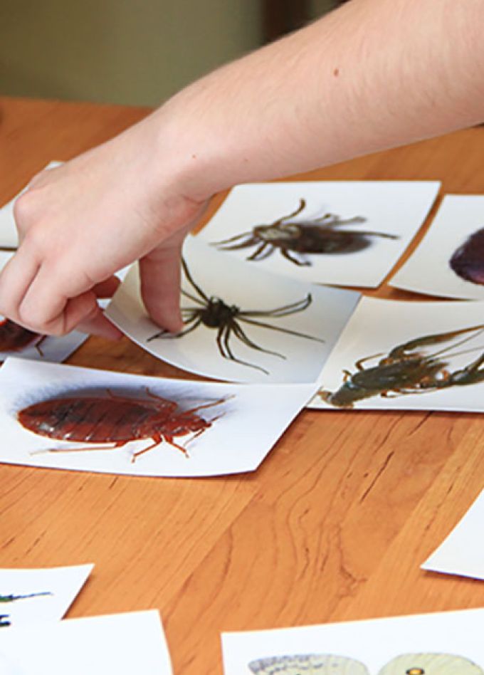 История насекомых. Лекция