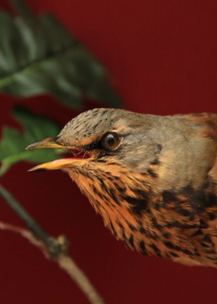 Симфония леса. Интерактивное мероприятие