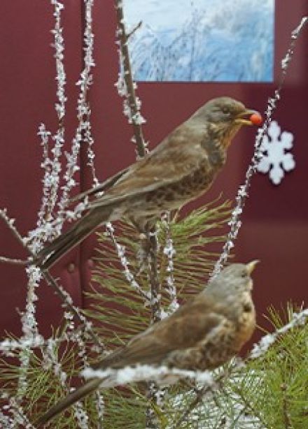 Кто остаётся на зиму. Музейная лекция