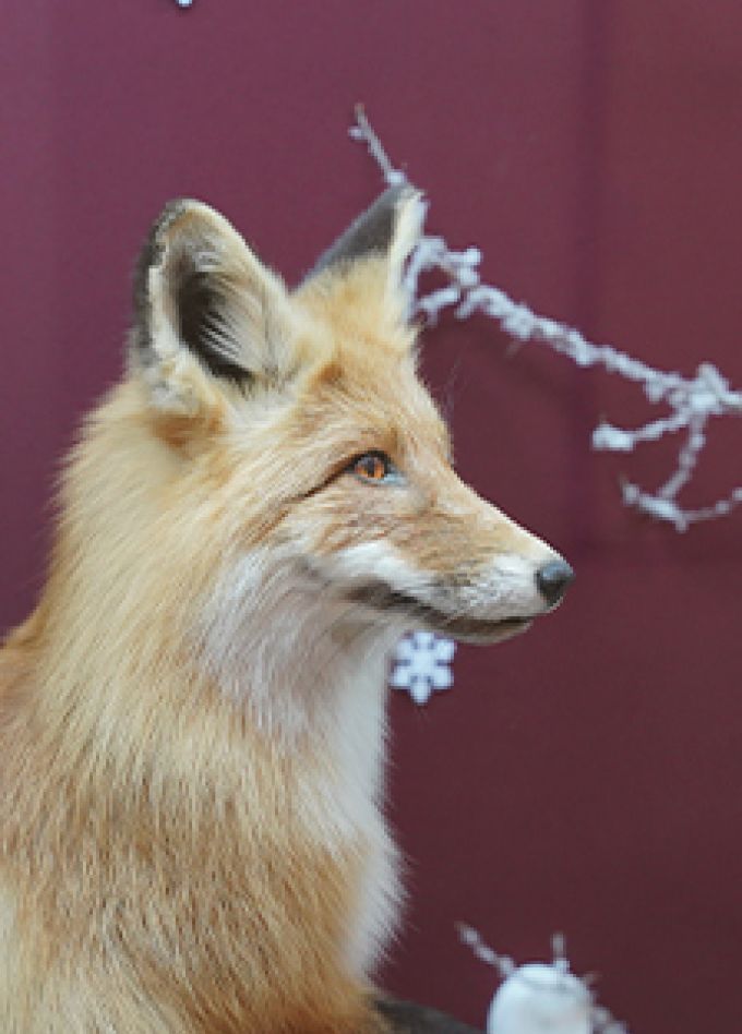 Хищники Мордовского края. Музейная лекция