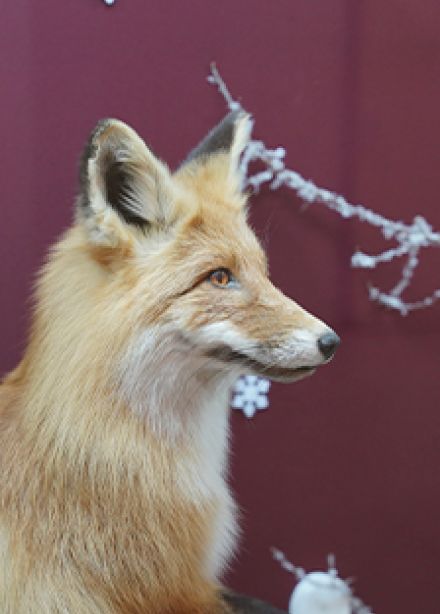 Хищники Мордовского края. Музейная лекция