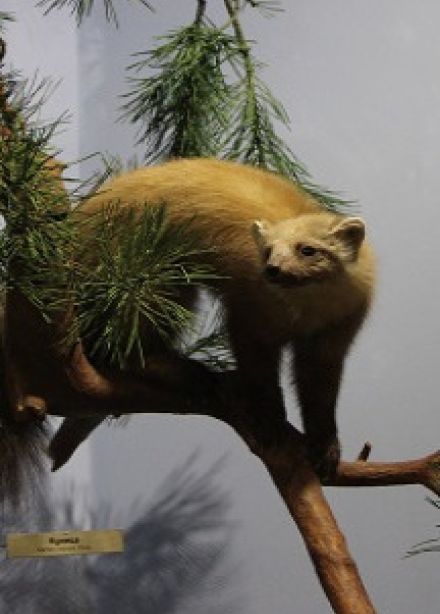 Жители леса: Лекция