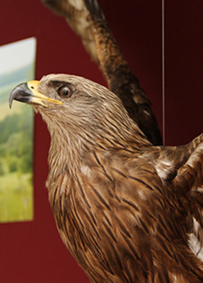 Как появляются экспонаты животных. Интерактивное занятие