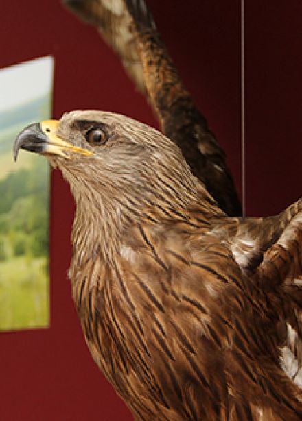 Как появляются экспонаты животных. Интерактивное занятие