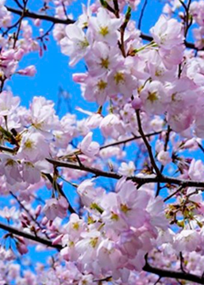 День весны и труда! Концертная программа